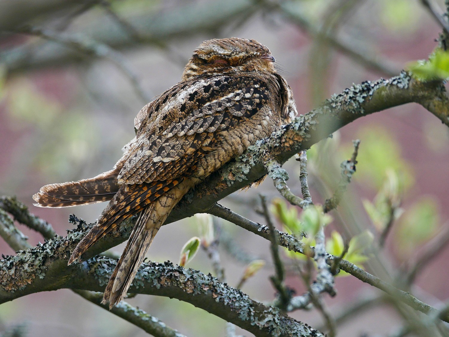 Engoulevent de Caroline eBird