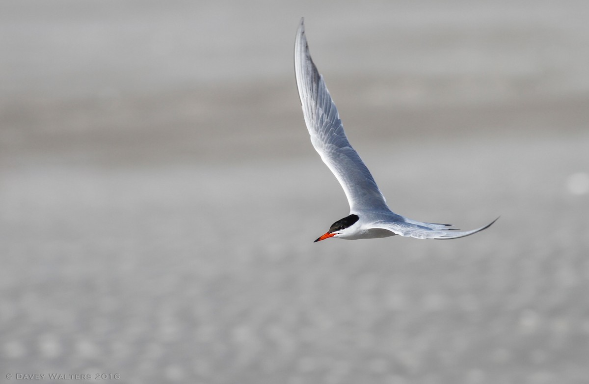 Common Tern - ML30397491