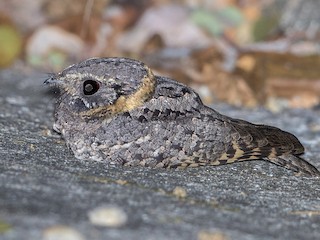 Tapacaminos Tucuchillo - eBird