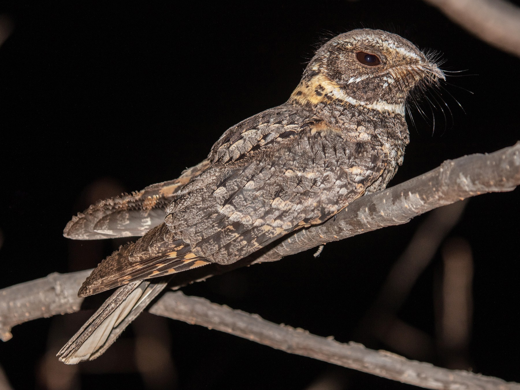 Buff-collared Nightjar - Blair Dudeck