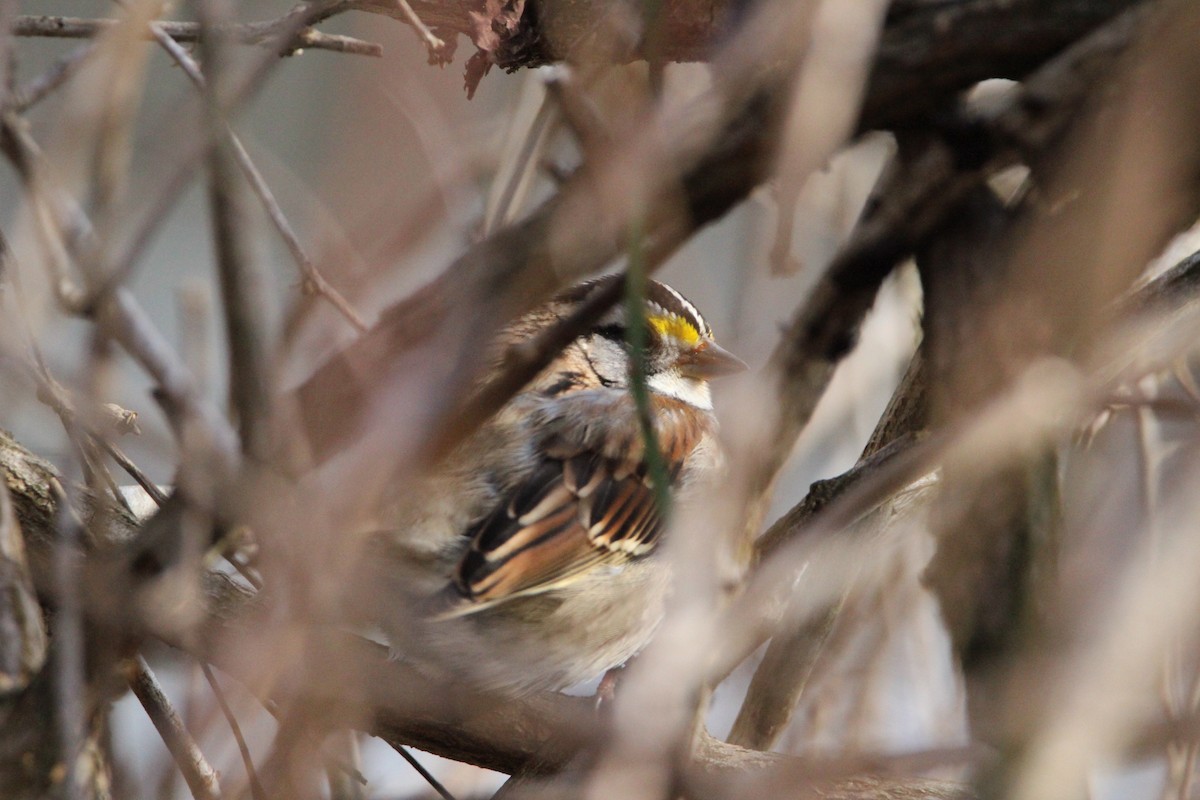 White-throated Sparrow - ML303980321