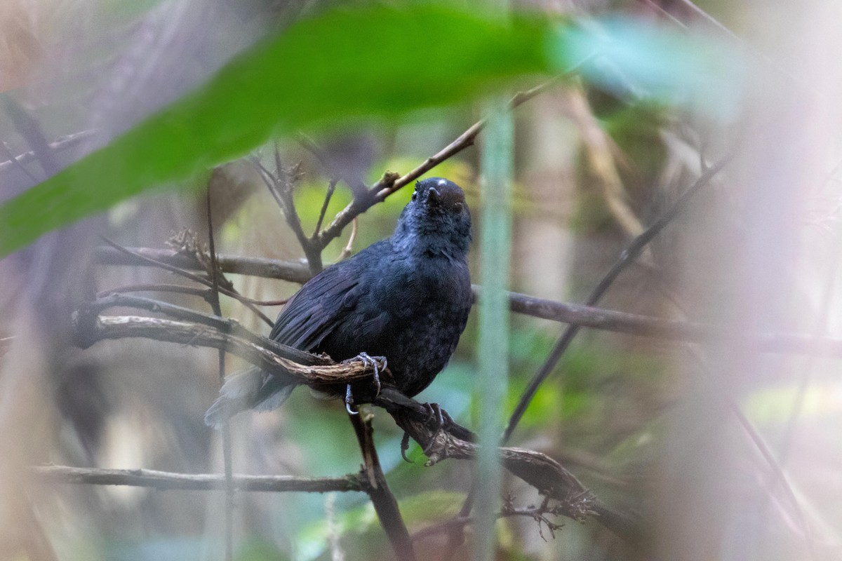 White-crowned Tapaculo - ML303980621