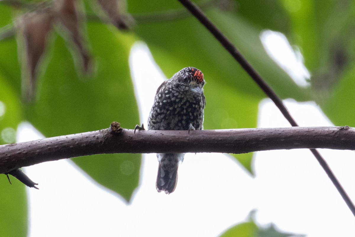 Speckle-chested Piculet - ML303982361