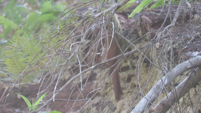 Spot-crowned Woodcreeper - ML303983141