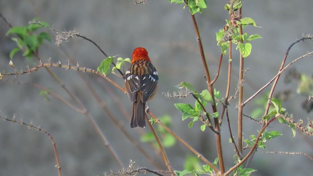 Flame-colored Tanager - ML303983741