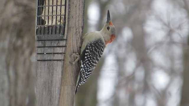 Red-bellied Woodpecker - ML303987181