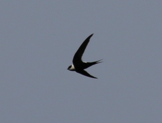 Great Swallow-tailed Swift - Jacob C. Cooper
