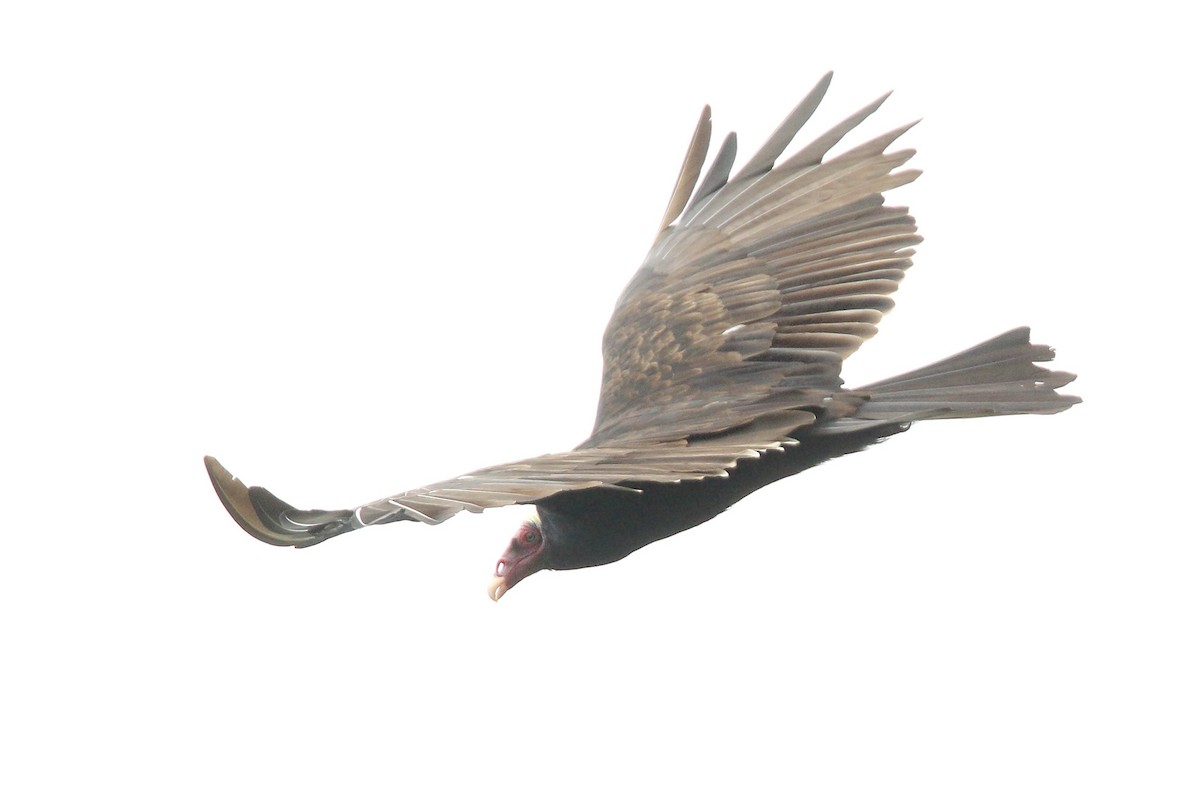 Turkey Vulture - ML303988751