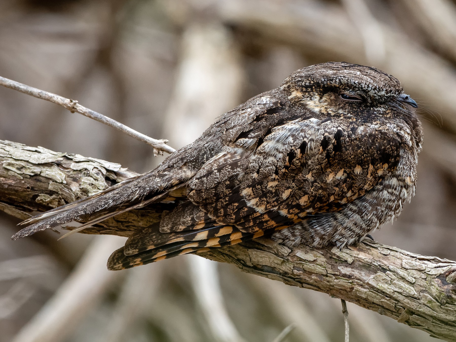 Eastern Whip-poor-will - eBird