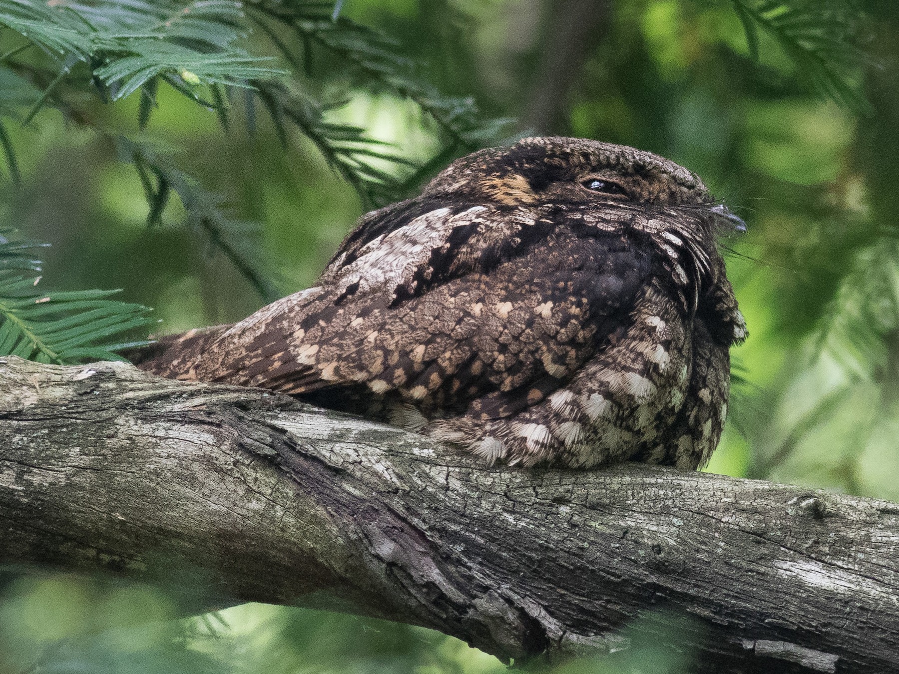 Eastern Whip-poor-will - eBird