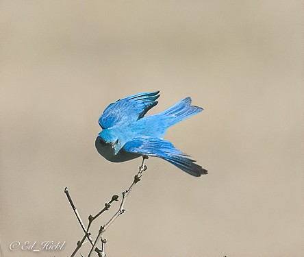 Mountain Bluebird - Ed Hickl