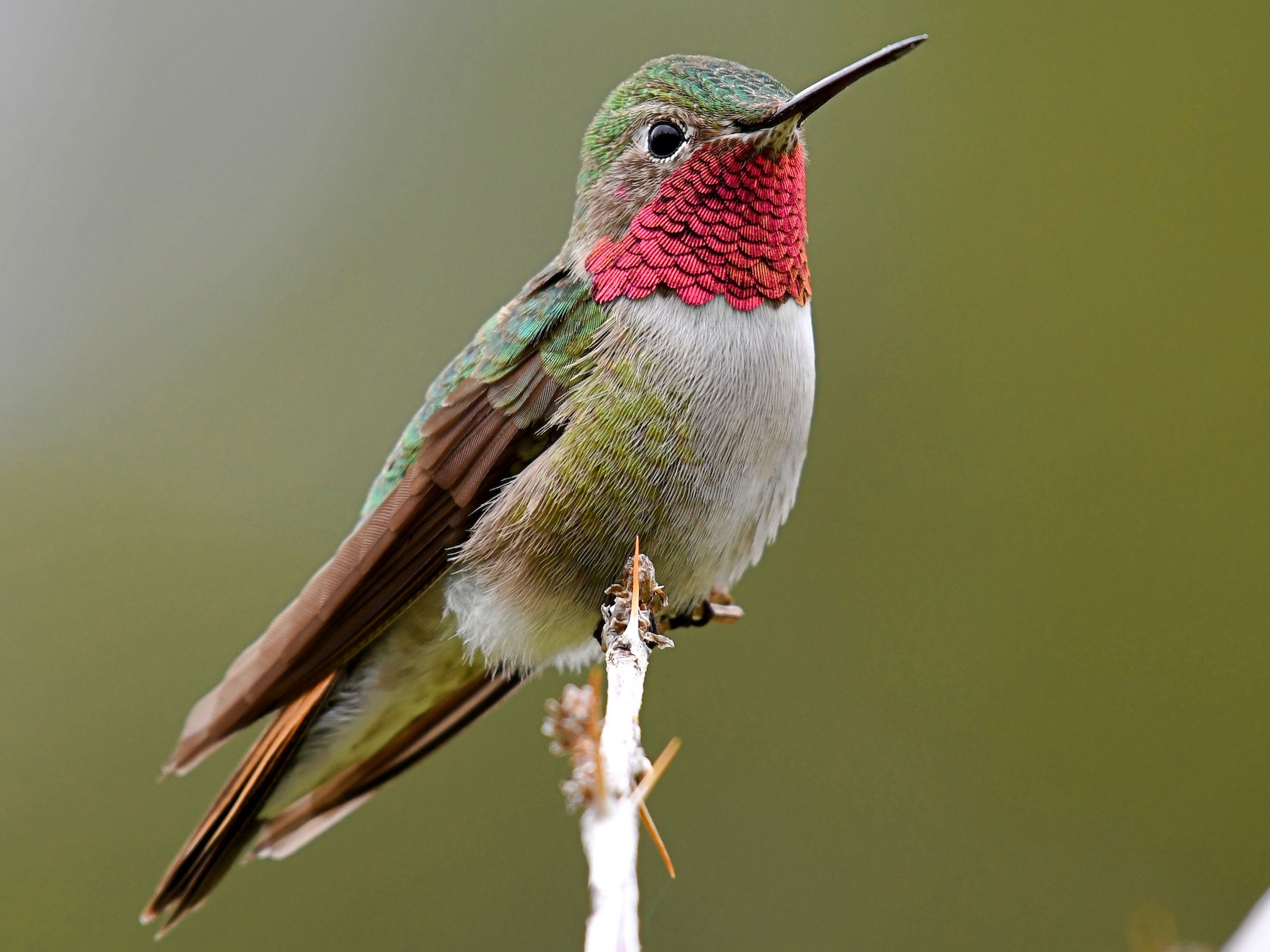 Broad-tailed Hummingbird - Tristan Herwood