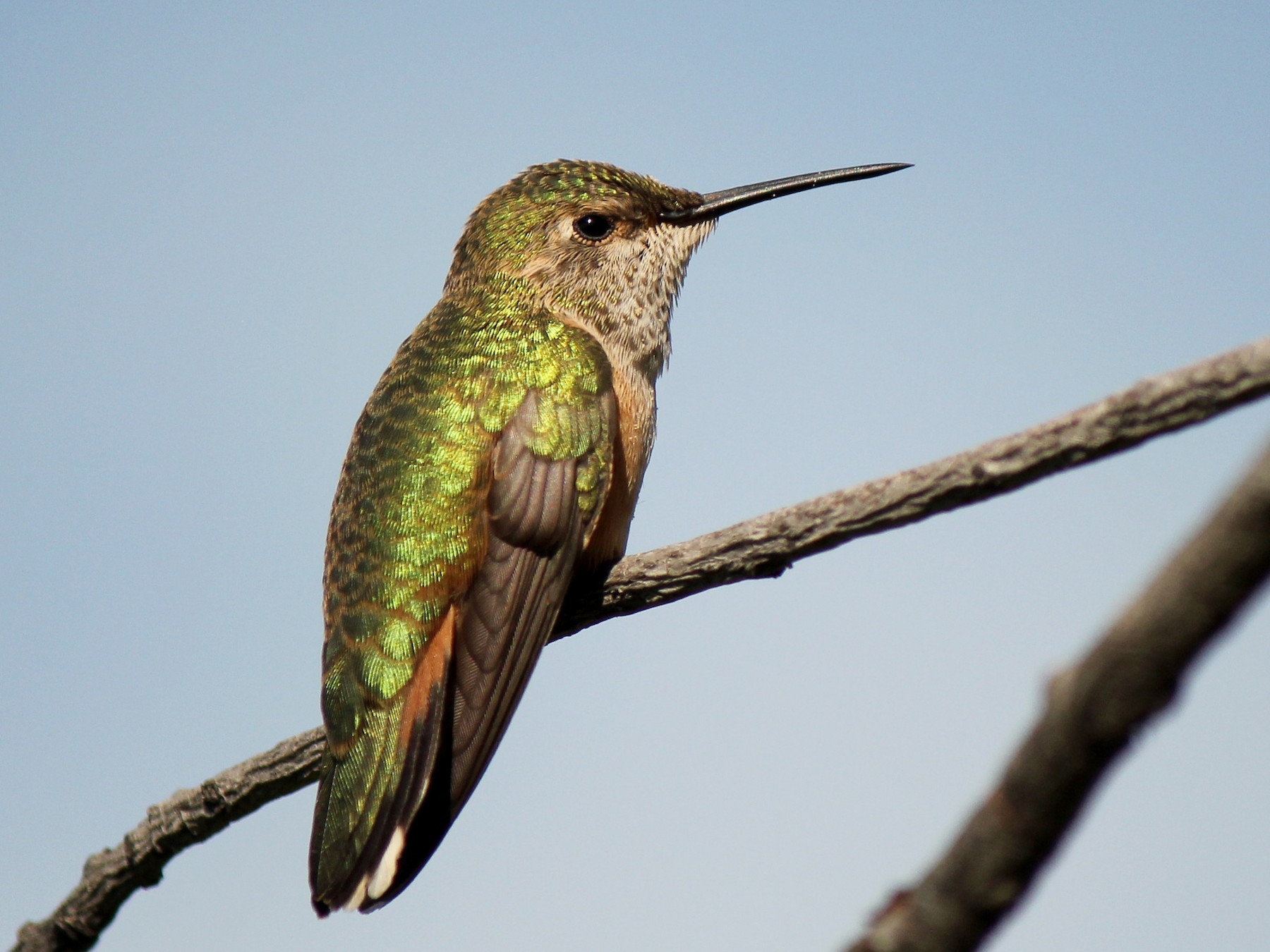 Broad-tailed Hummingbird - Reed Gorner