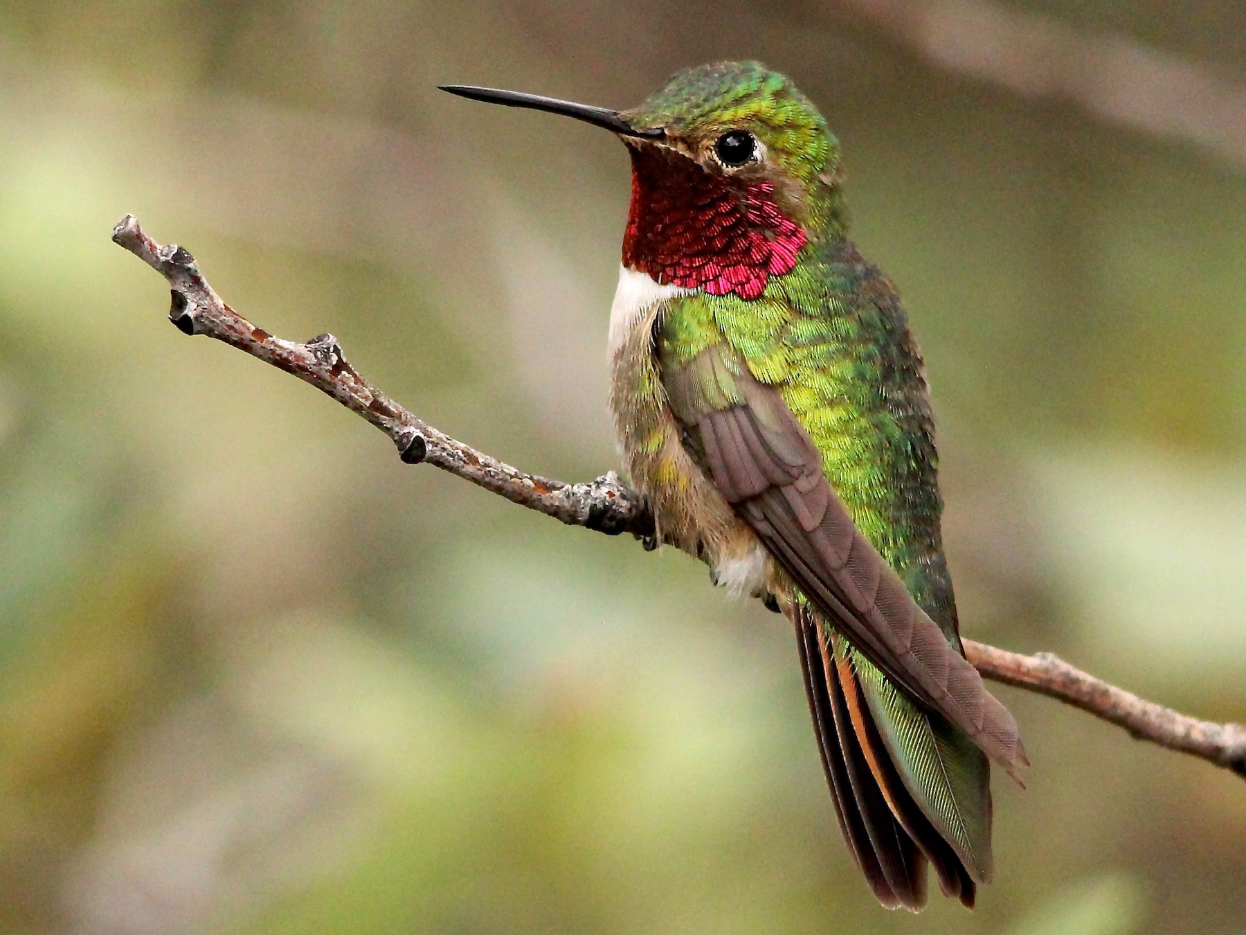 Broad-tailed Hummingbird - Benjamin Hack