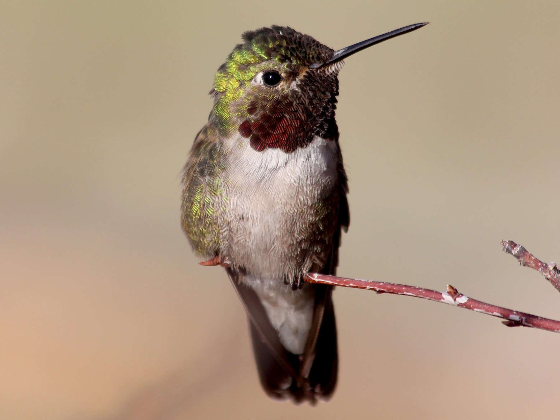 Broad-tailed Hummingbird - Donald Jones