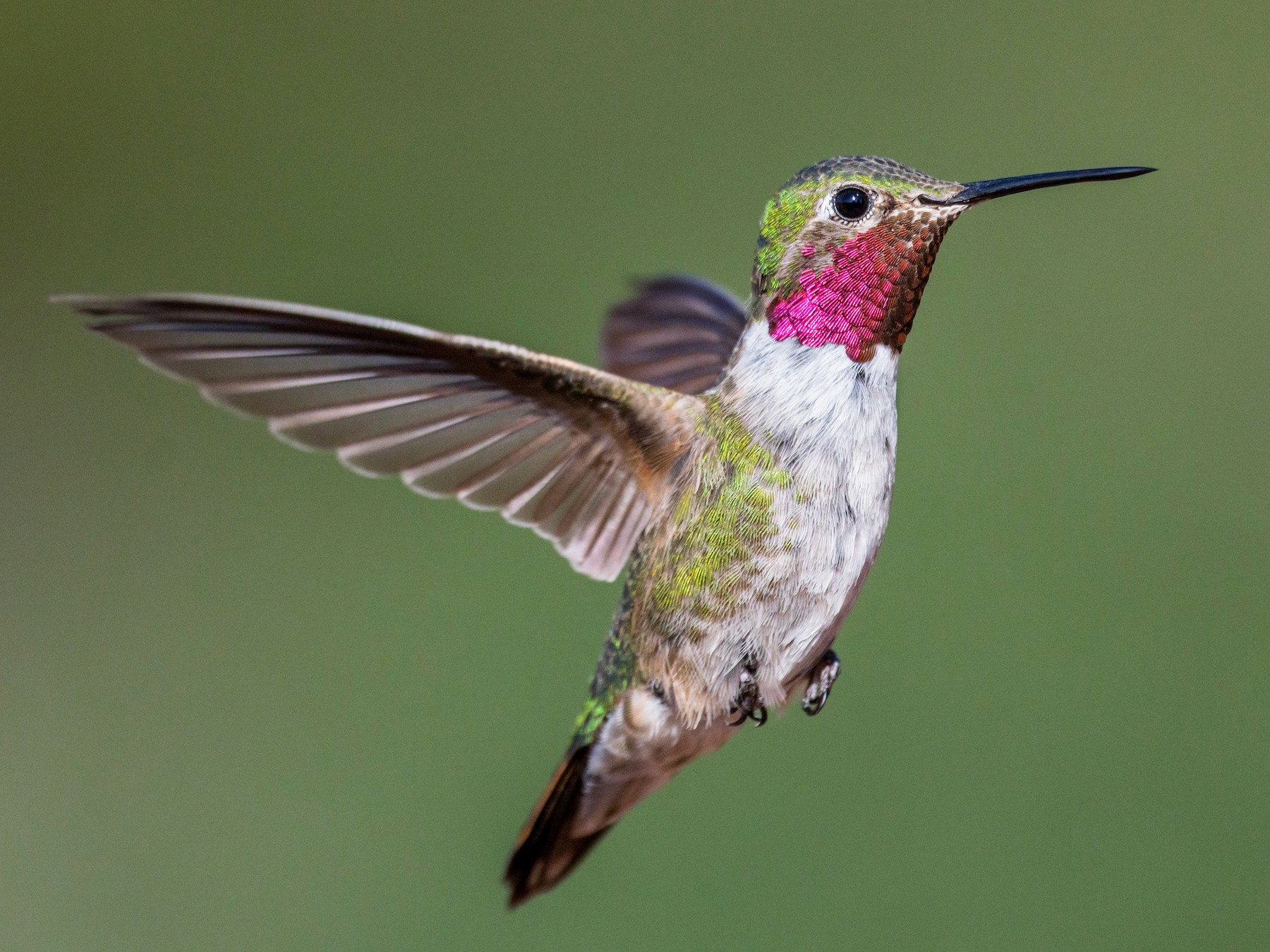 Broad-tailed Hummingbird - Jim Merritt