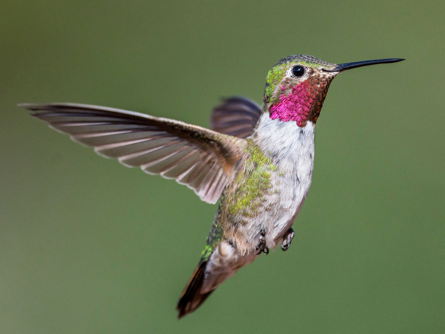 Broad-tailed Hummingbird - eBird