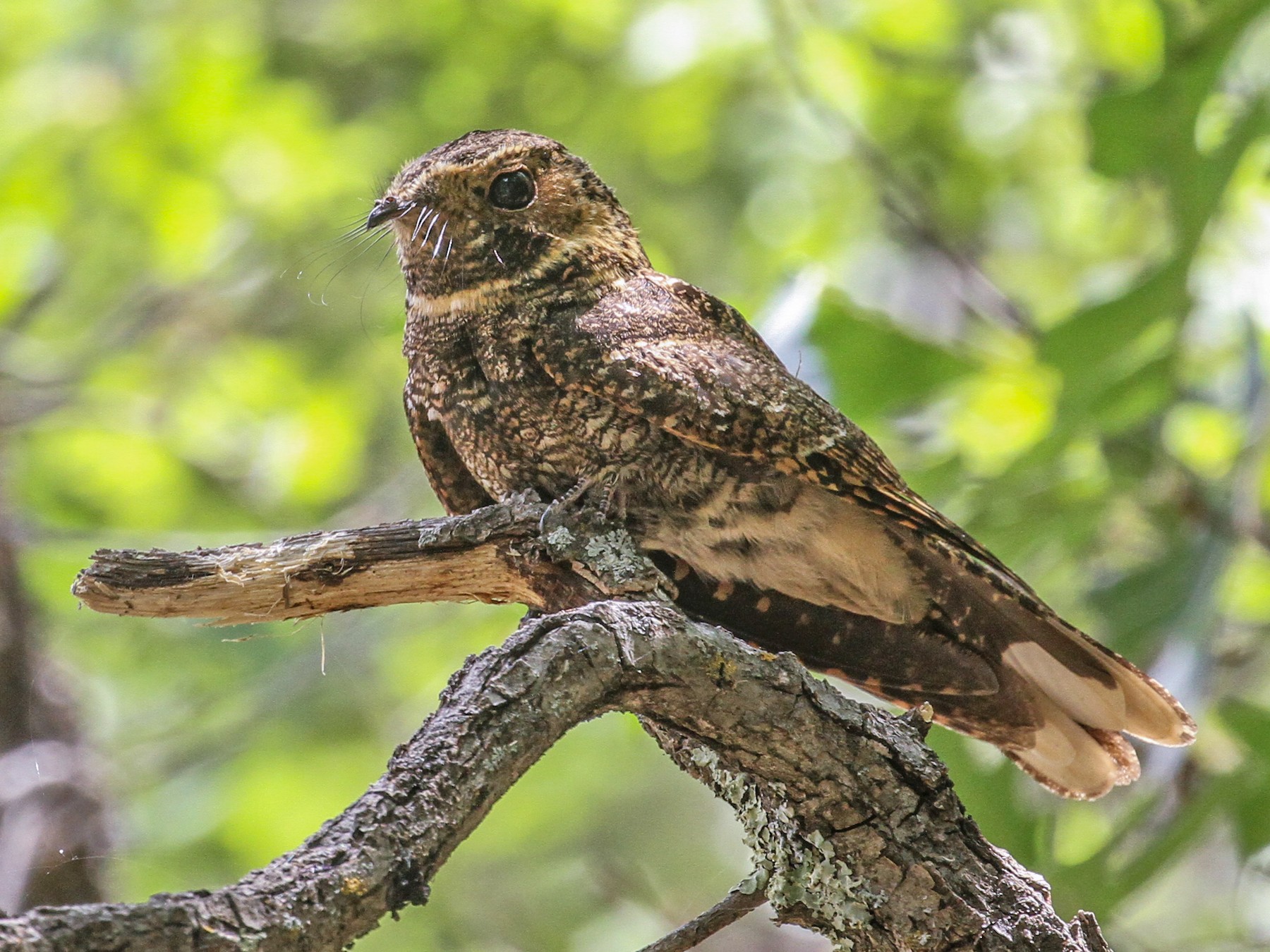 Chotacabras Cuerporruín Mexicano - eBird