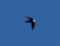 Great Swallow-tailed Swift - ML30399521