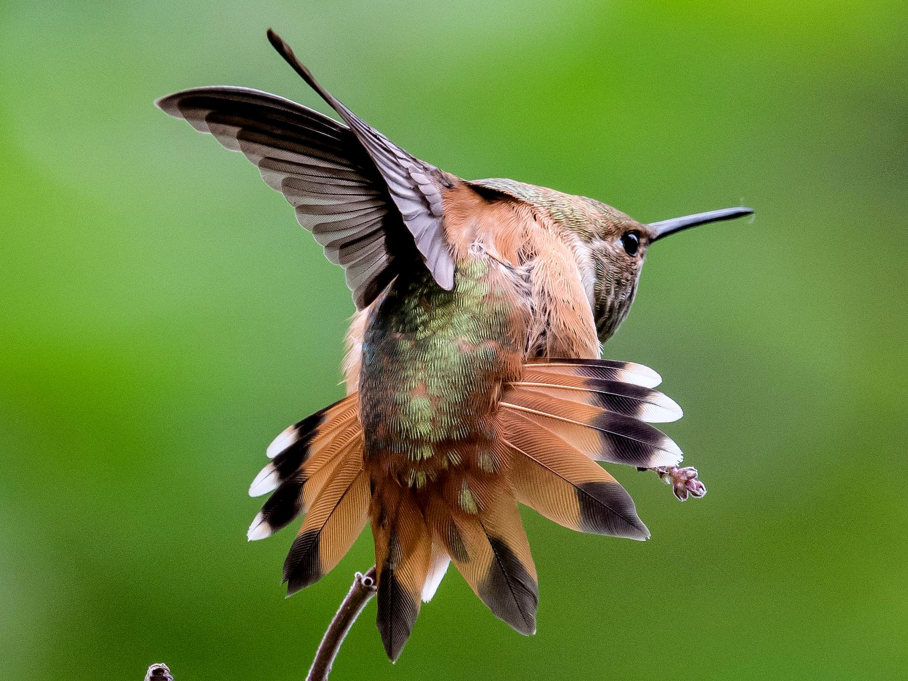 Rufous Hummingbird - Lee-Hong Chang