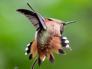 Colibrí rufo - eBird