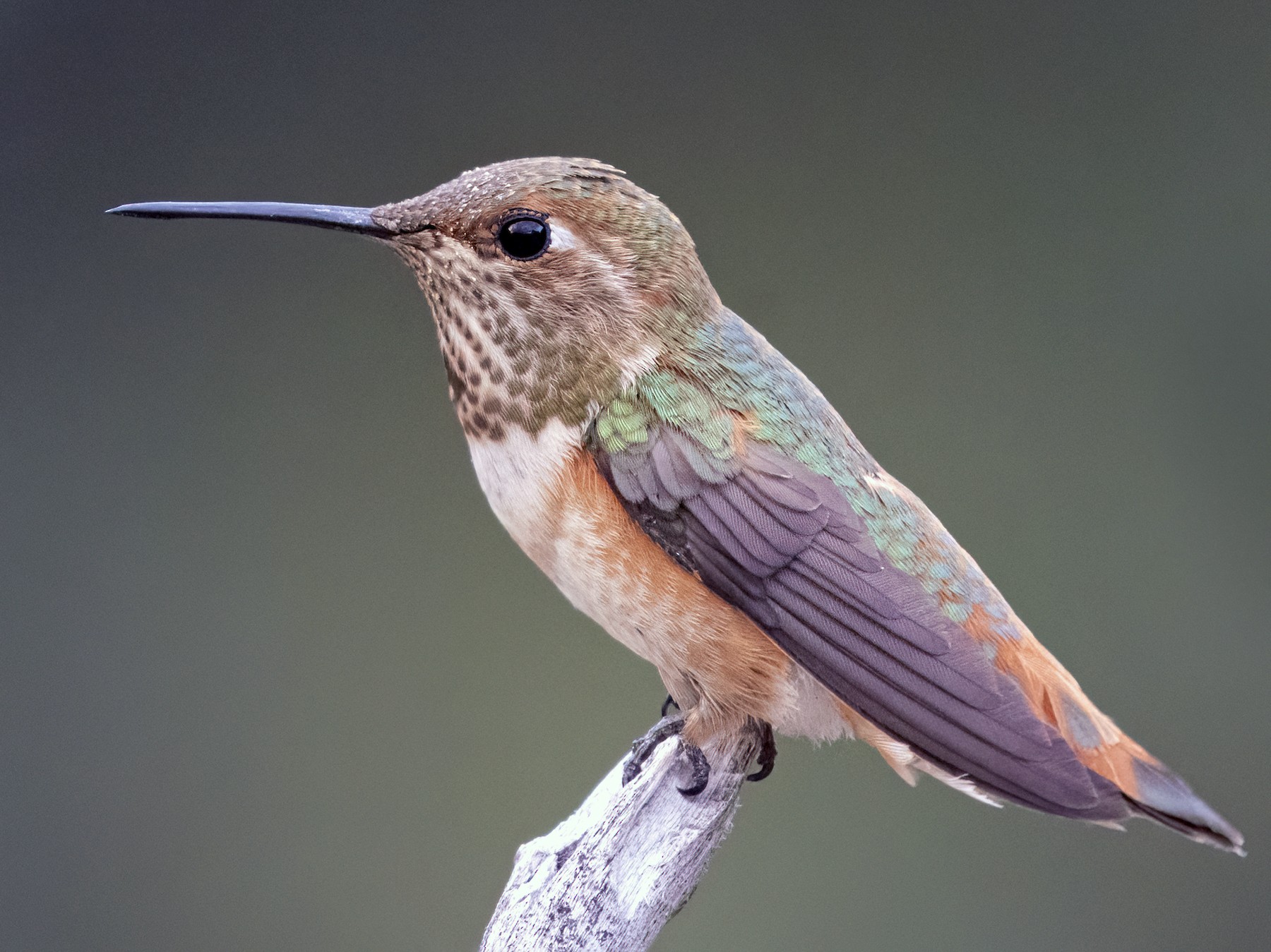 Rufous Hummingbird - Bryan Calk