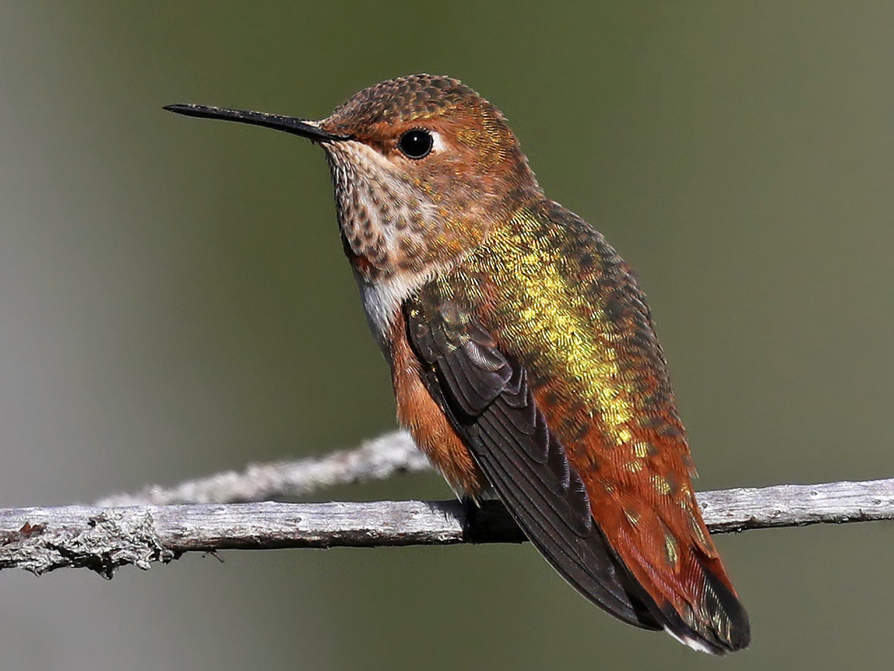 Rufous Hummingbird - Matt Davis