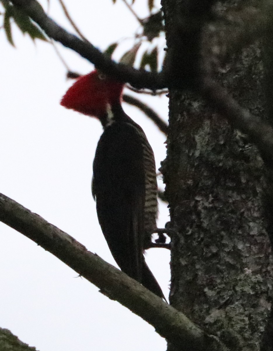 Pale-billed Woodpecker - Jacob C. Cooper