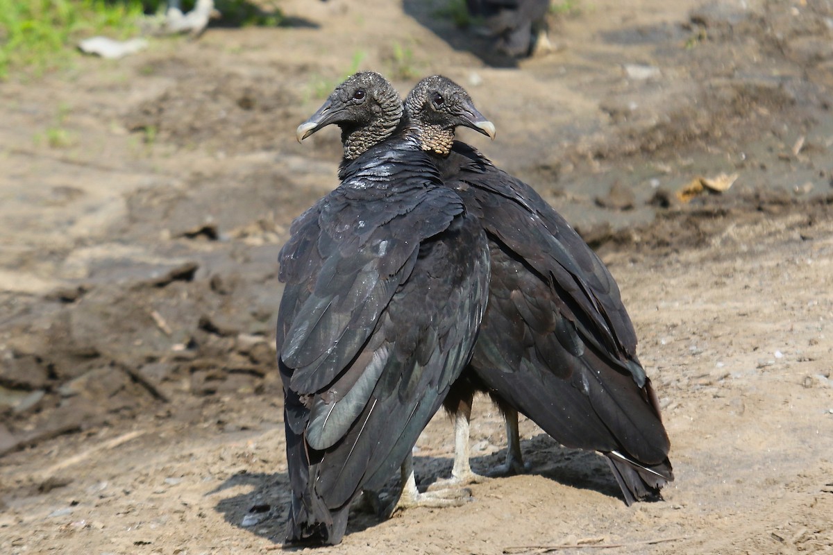 Black Vulture - ML303997821
