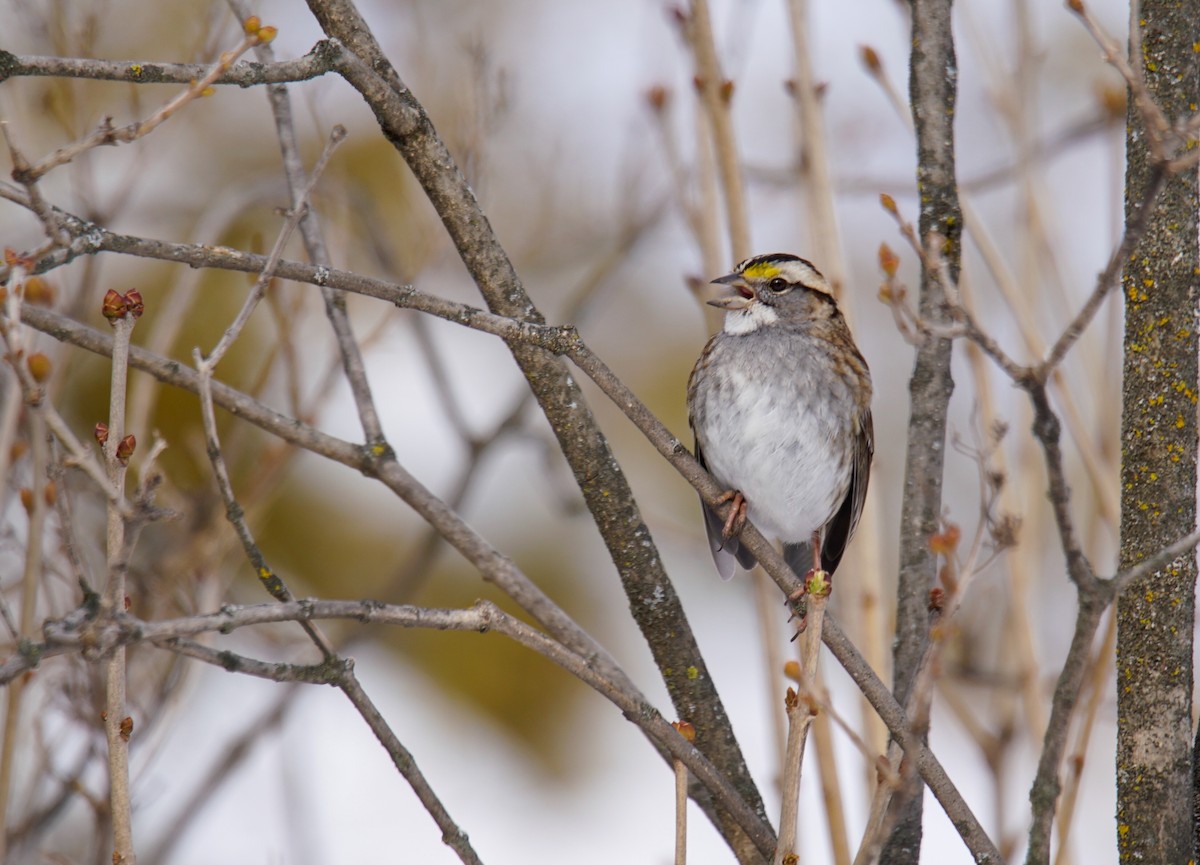 White-throated Sparrow - ML304001771