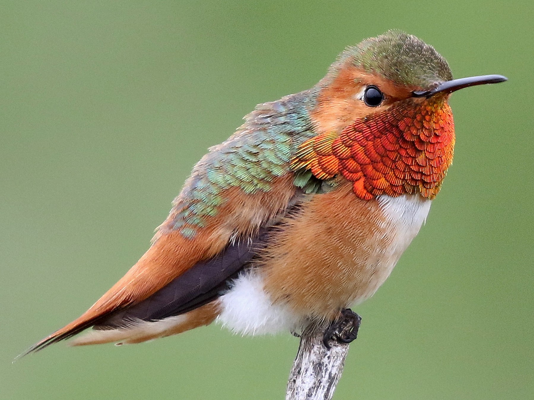 Allen's Hummingbird - Dean LaTray