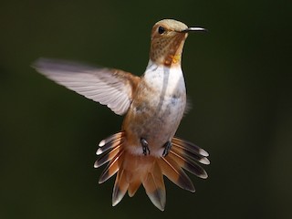  - Allen's Hummingbird