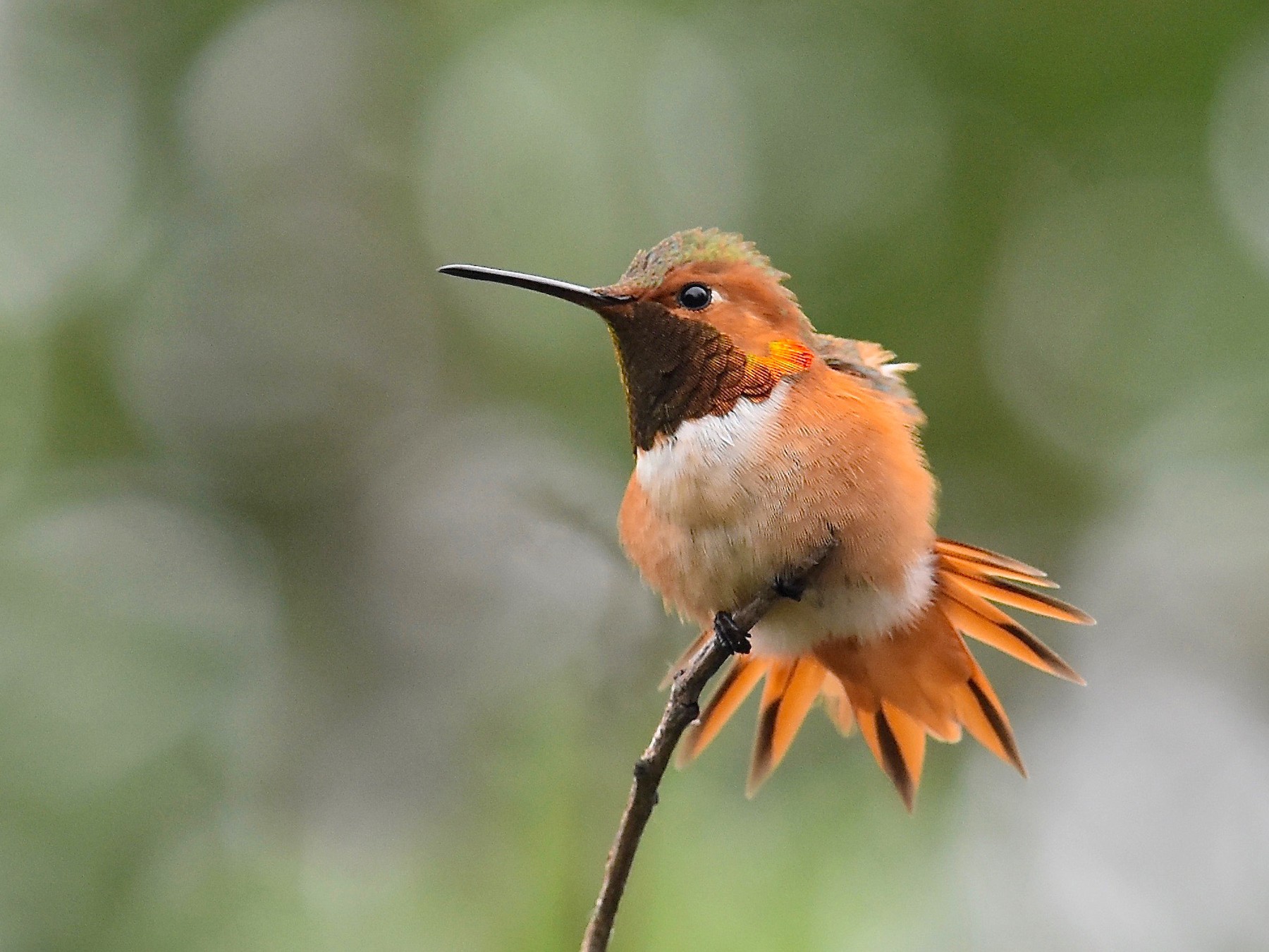 Allen's Hummingbird - Giovanni   Pari