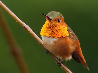  - Allen's Hummingbird