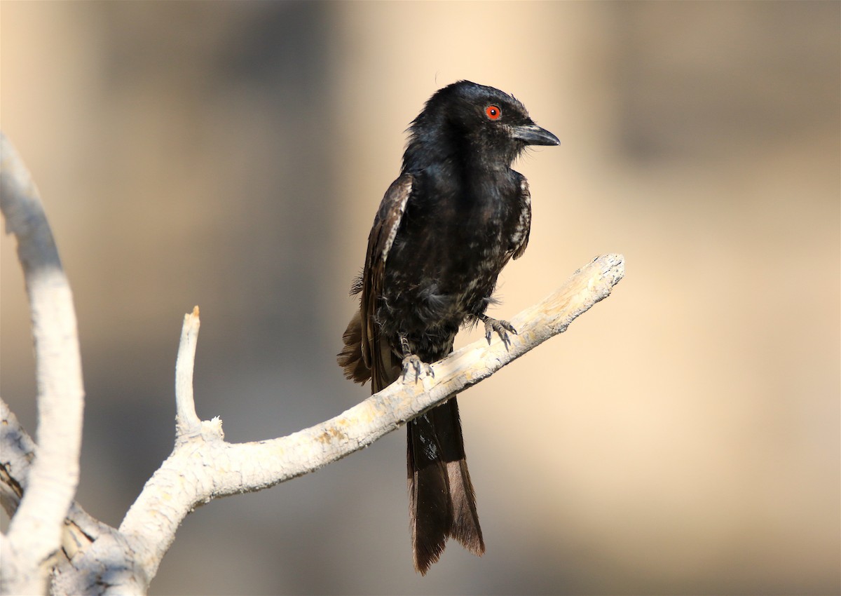 Fork-tailed Drongo - J. Christopher Haney