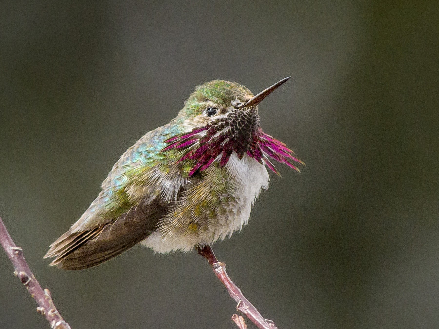 Calliope Hummingbird - Matthew Pendleton