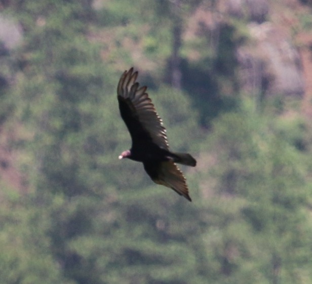 Turkey Vulture - ML30400601