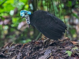  - Wattled Brushturkey