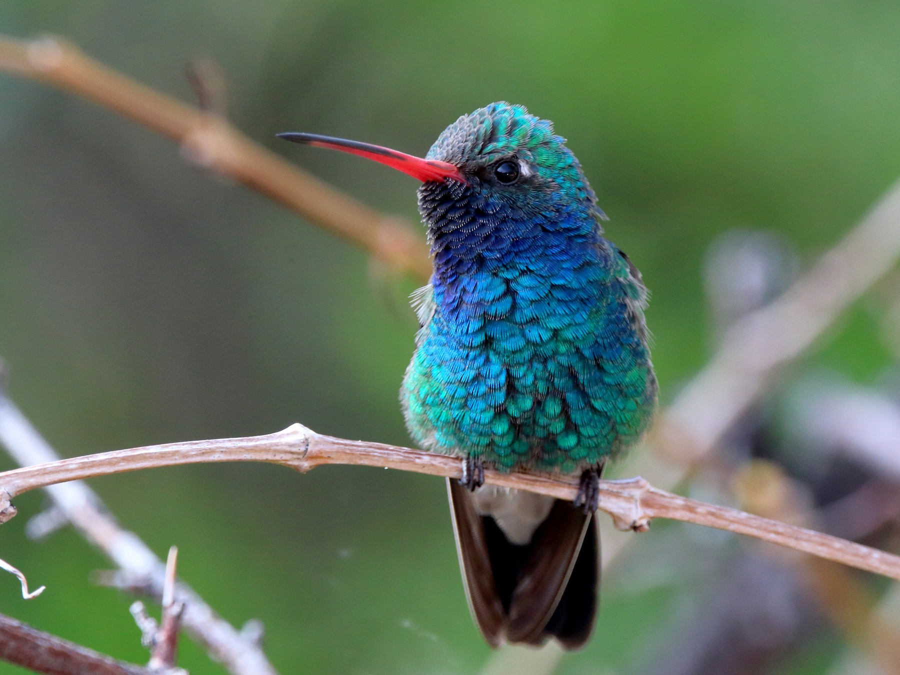 Broad-billed Hummingbird - Spencer Follett