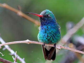 Adult male - Spencer Follett - ML304011611