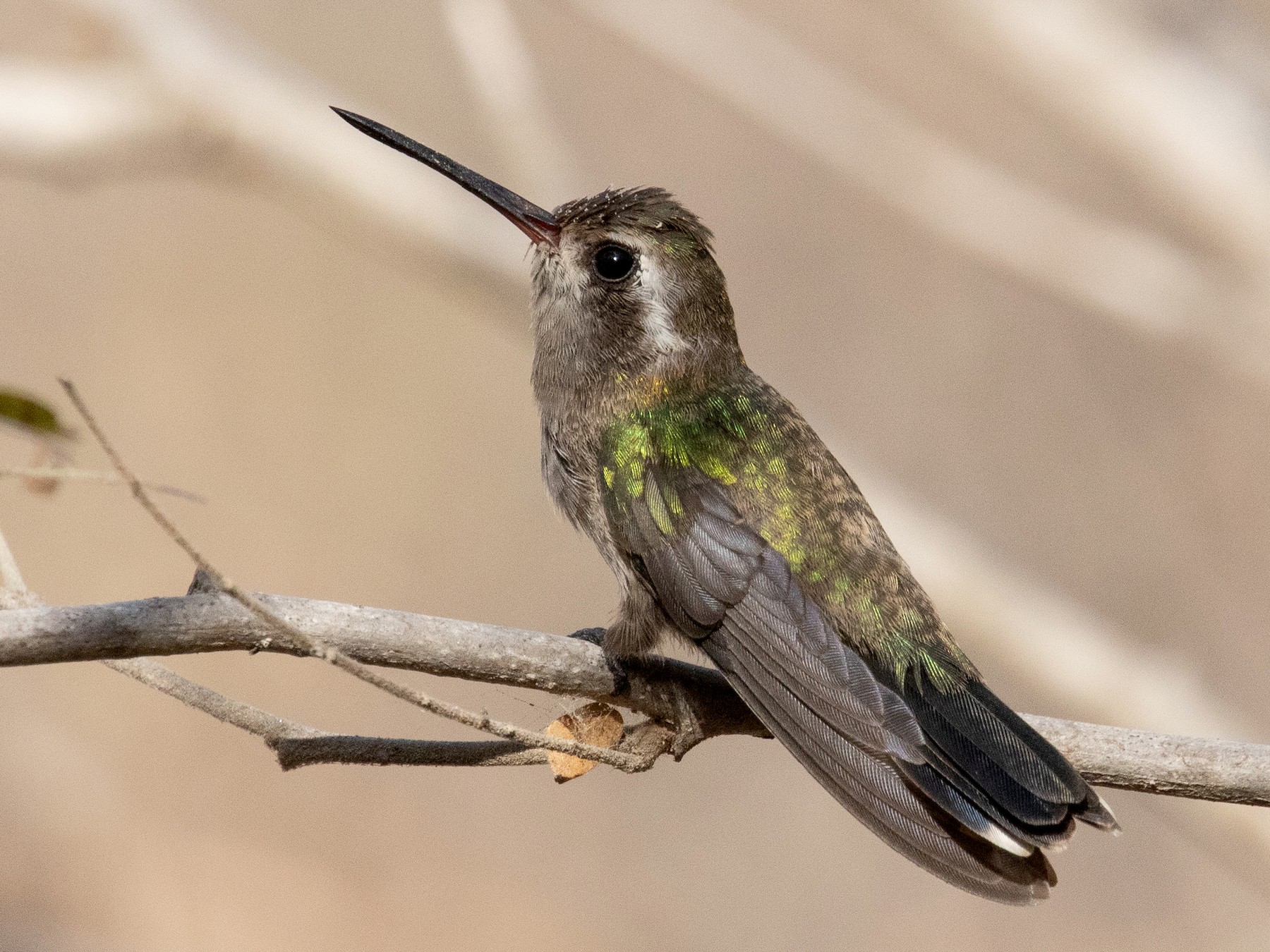 Turquoise-crowned Hummingbird - Blair Dudeck