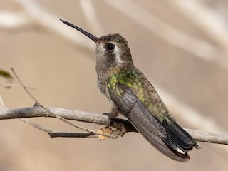  - Turquoise-crowned Hummingbird
