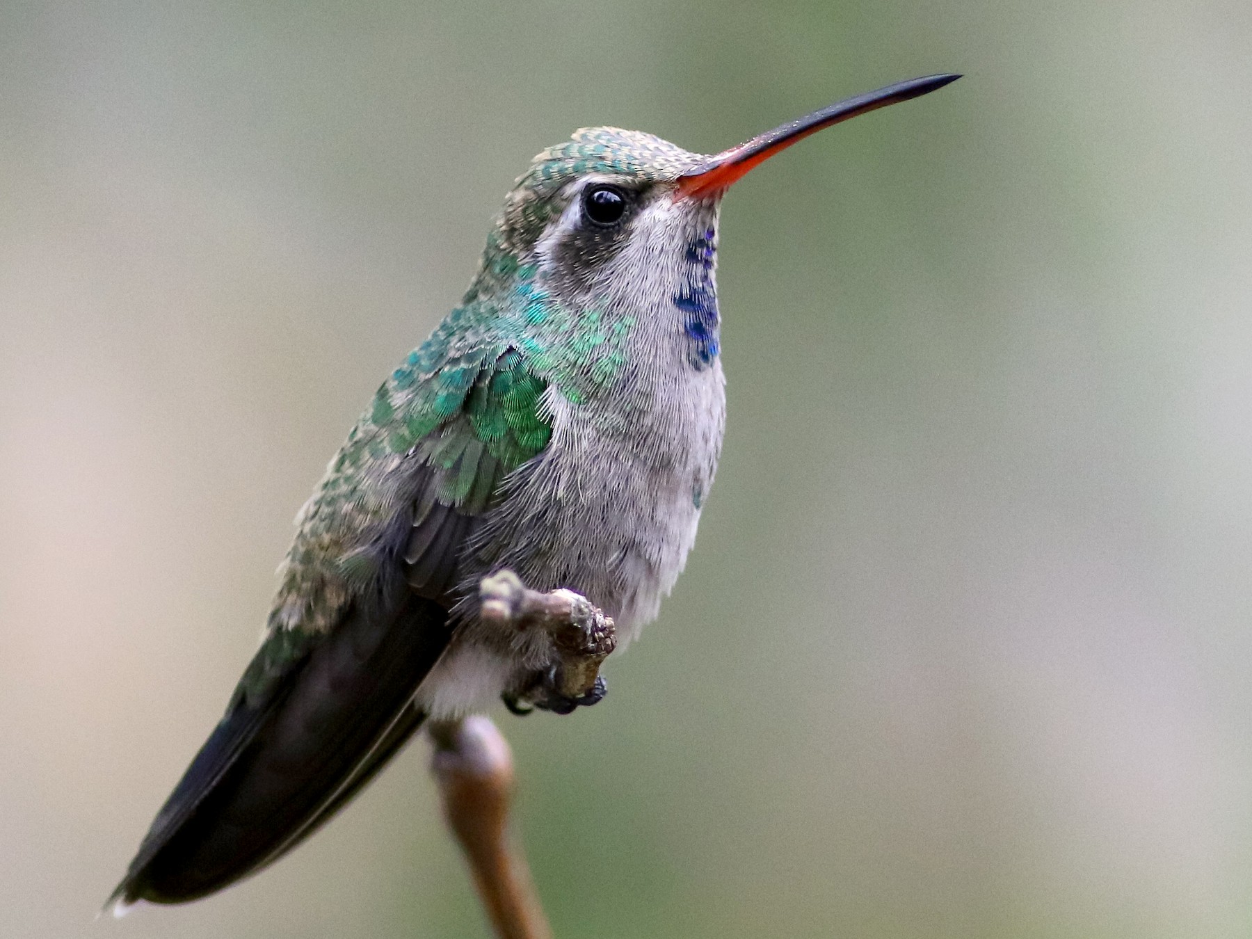 Broad-billed Hummingbird - Max Nootbaar