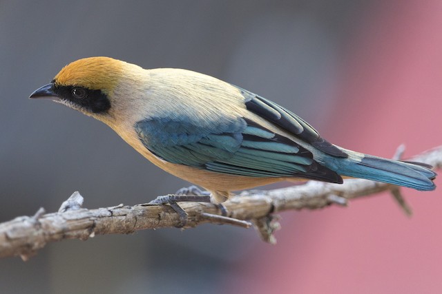 Burnished-buff Tanager - eBird