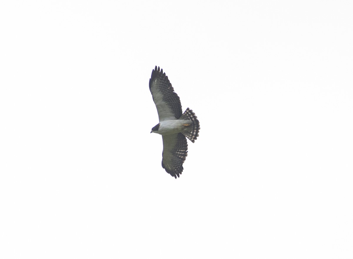 Short-tailed Hawk - Manlio Cuevas L.