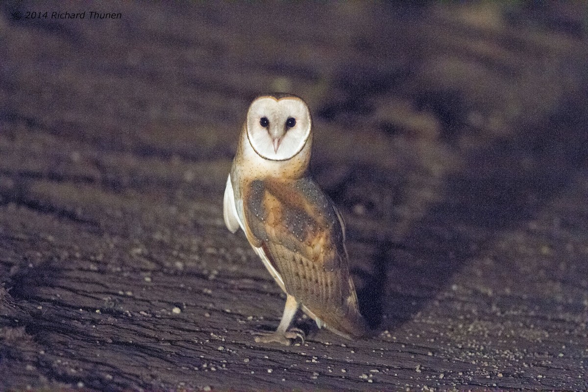 Barn Owl - Richard Thunen