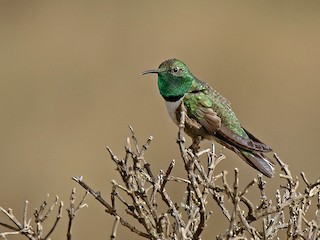  - Green-headed Hillstar