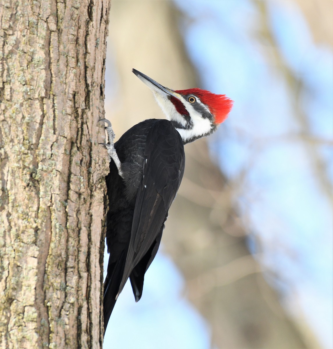 Pileated Woodpecker - ML304028181