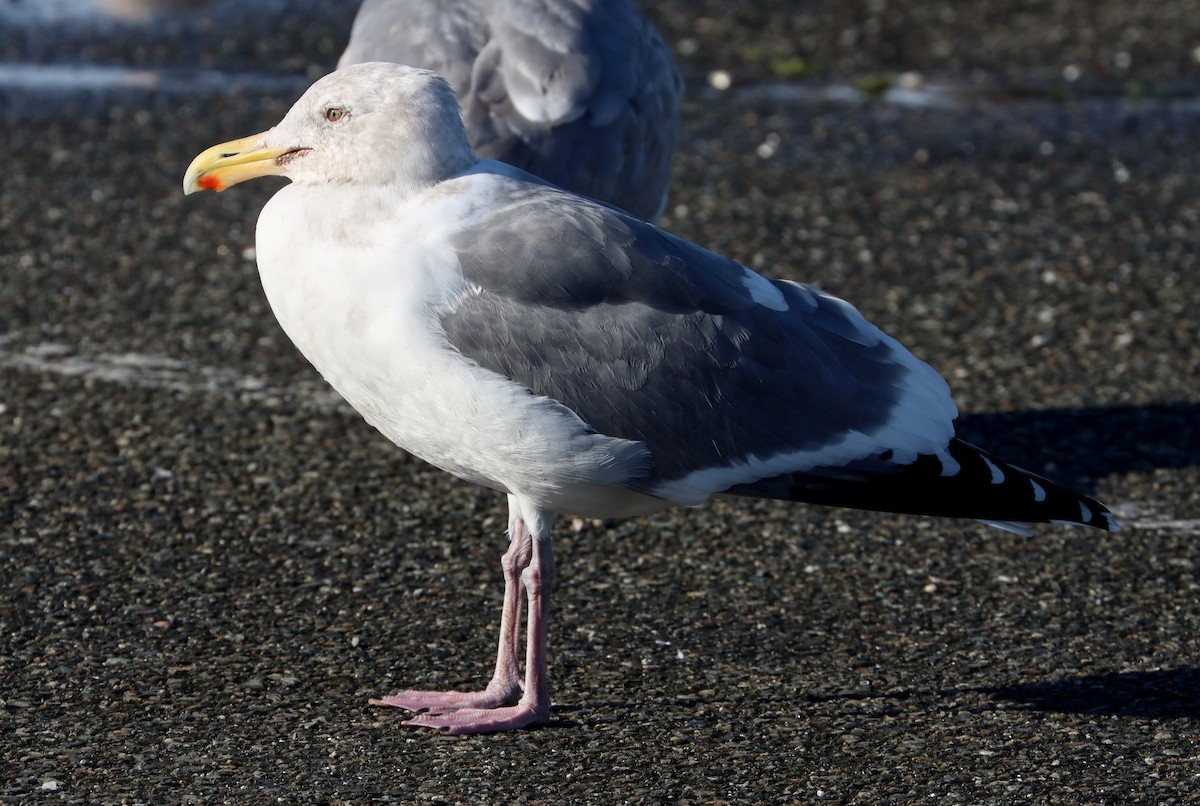 Western x Glaucous-winged Gull (hybrid) - Charlotte Byers