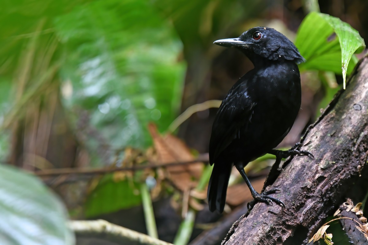 Stub-tailed Antbird - Lev Frid